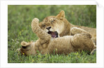Lion cubs playing by Anonymous