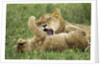 Lion cubs playing by Anonymous