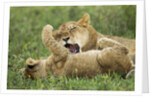 Lion cubs playing by Anonymous