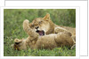 Lion cubs playing by Anonymous
