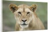 Portrait of Lioness by Anonymous