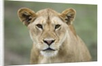 Portrait of Lioness by Anonymous