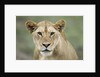 Portrait of Lioness by Anonymous