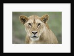 Portrait of Lioness by Anonymous