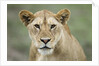 Portrait of Lioness by Anonymous