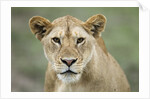 Portrait of Lioness by Anonymous