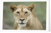 Portrait of Lioness by Anonymous