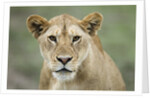 Portrait of Lioness by Anonymous