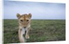 Curious Lion by Anonymous