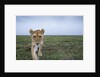 Curious Lion by Anonymous