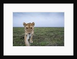 Curious Lion by Anonymous