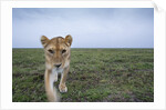 Curious Lion by Anonymous