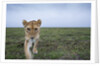 Curious Lion by Anonymous