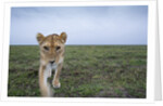 Curious Lion by Anonymous