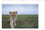 Curious Lion by Anonymous