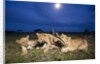 Lion cubs at night by Anonymous