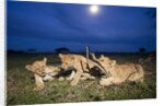 Lion cubs at night by Anonymous