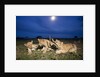 Lion cubs at night by Anonymous