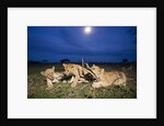 Lion cubs at night by Anonymous