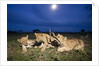 Lion cubs at night by Anonymous