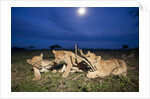 Lion cubs at night by Anonymous