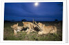 Lion cubs at night by Anonymous