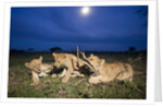 Lion cubs at night by Anonymous