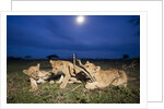 Lion cubs at night by Anonymous