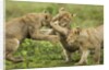 Lion cubs playing by Anonymous