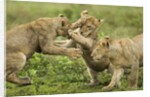 Lion cubs playing by Anonymous
