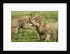 Lion cubs playing by Anonymous