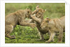 Lion cubs playing by Anonymous
