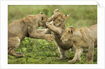 Lion cubs playing by Anonymous