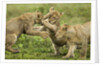 Lion cubs playing by Anonymous