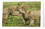 Lion cubs playing by Anonymous