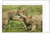 Lion cubs playing by Anonymous