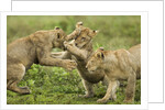 Lion cubs playing by Anonymous