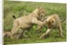 Lion cubs playing by Anonymous
