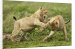 Lion cubs playing by Anonymous