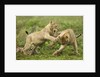 Lion cubs playing by Anonymous