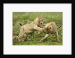 Lion cubs playing by Anonymous