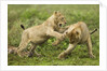 Lion cubs playing by Anonymous