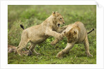 Lion cubs playing by Anonymous