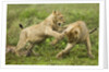 Lion cubs playing by Anonymous
