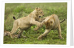 Lion cubs playing by Anonymous
