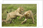 Lion cubs playing by Anonymous