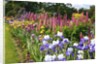 Schreiner Iris Gardens in Salem, Oregon by Anonymous