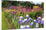 Schreiner Iris Gardens in Salem, Oregon by Anonymous