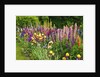 Schreiner Iris Gardens in Salem, Oregon by Anonymous