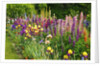 Schreiner Iris Gardens in Salem, Oregon by Anonymous